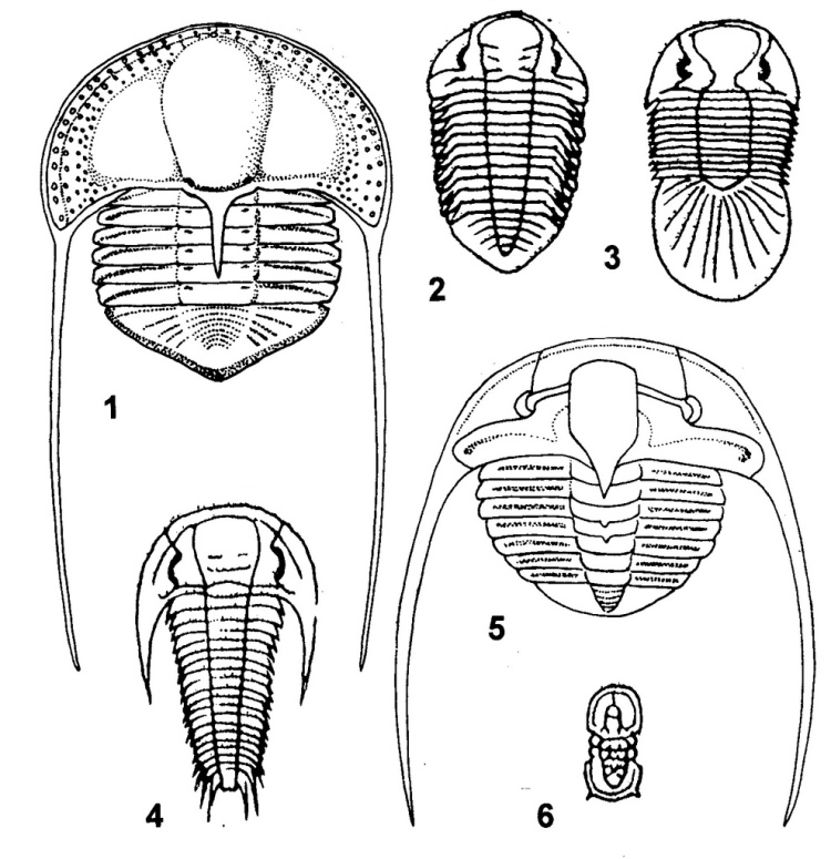 trilobits